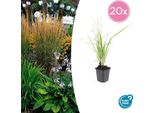 Canna Da Sabbia - Calamagrostis Acutiflora 'Karl Foerster' - ↕10-25Cm - Ø9Cm - 20 Piante - Erba Ornamentale Resistente E Di Facile Cura