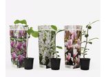 Magnolia Magnolia – 3 Piante – Magnolia Soulangeana, Susan & Stellata – Altezza 25–40 Cm – Ø 9 Cm – Arbusti Fioriti Resistenti Al Freddo Con Profumati Fiori Primaverili – Per Giardino, Terrazza E Balcone