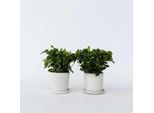 Gardenie – 4 Piante – Gardenia Jasminoides – Altezza 20–30 Cm – Ø 13 Cm – Piante Profumate Da Interno E Da Terrazzo Con Fiori Bianchi – Piante Nobili E Sempreverdi Per Appartamenti, Balconi E Giardini
