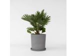 Palma Nana Vulcano – Chamaerops Humilis 'Vulcano' – Palma Compatta E Resistente Al Freddo Proveniente Dalla Sicilia – Pianta Da Vaso Sempreverde Con Foglie Robuste – Per Giardino, Balcone E Terrazza – Altezza 45–55 Cm – Ø 24 Cm