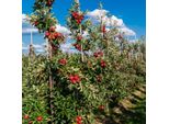 Alberi Da Frutto – 8 Piante – Malus, Pyrus, Prunus – Altezza 60–70 Cm – Ø 9 Cm – Mela, Pera, Ciliegia E Prugna – Miscela Di Alberi Da Frutto Resistenti All'inverno – Alberi Da Frutto Per Giardino, Balcone E Terrazza – A Crescita Rapida E Di Facile Manutenzione