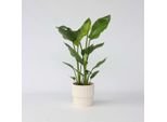 Fiore Uccello Del Paradiso – Strelitzia Nicolai – Altezza 55–70 Cm – Ø 17 Cm – Pianta Tropicale Da Interno Con Grandi Foglie Verdi – Pianta Esotica Decorativa E Di Facile Manutenzione Per Soggiorno E Ufficio