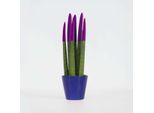 Sansevieria Cylindrica – Sansevieria Cilindrica – Altezza 20-40 Cm – Ø 9 Cm – Pianta Da Appartamento Che Purifica L'aria Con Foglie Dal Colore Vellutato – Facile Da Curare E Resistente