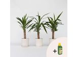 Yucca – 3 Piante – Yucca Elephantipes – Altezza 50–60 Cm – Ø 14 Cm – Piante Da Appartamento Facili Da Curare – Piante Verdi Robuste Per Soggiorno E Ufficio – Concime Pokon Incluso