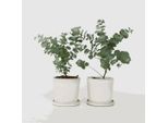 Eucalipto – 2 Piante – Eucalyptus Pulverulenta "Baby Blue"" – Pianta Ornamentale Profumata Con Foglie Blu-Argento – Altezza 25-40 Cm – Ø 13 Cm – Per Interni Ed Esterni, Moderatamente Resistente Al Freddo"