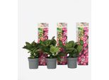 Ortensia Hydrangea – 3 Piante – Hydrangea Macrophylla Teller 'Red Bull' – Altezza 25–40 Cm – Ø 9 Cm – Ortensia Rosa Con Grandi Infiorescenze – Resistente Al Freddo E Facile Da Curare – Per Giardini, Aiuole E Vasi
