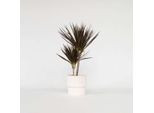 Dracaena Marginata 'Magenta' – Altezza 70-80 Cm – Ø 17 Cm – Pianta Tropicale Da Appartamento Con Foglie Rosso Scuro – Facile Da Curare E Purificatrice Dell'aria – Ideale Per Il Soggiorno E L'ufficio
