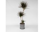 Dracaena Marginata – Altezza 110–130 Cm – Ø 24 Cm – Pianta Tropicale Da Interno – Facile Da Curare E Purificatrice Dell'aria – Ideale Per Soggiorno, Corridoio E Ufficio