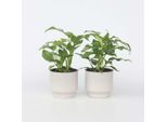 Monstera Foglia Finestra – 2 Piante – Rhaphidophora Tetrasperma – Mini Monstera Con Foglie Decorative – Altezza 20–30 Cm – Ø 12 Cm – Pianta Da Appartamento A Crescita Rapida E Purificatrice Dell'aria