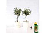 Olivo – 2 Piante – Olea Europaea – Altezza 50–60 Cm – Ø 14 Cm – Piante Mediterranee Sempreverdi E Resistenti All'inverno – Per Giardino, Terrazza E Balcone – Include 500 Ml Di Fertilizzante Liquido Pokon