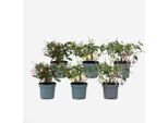 Fucsia Fuchsia – 6 Piante – Fuchsia Magellanica – Altezza 10–20 Cm – Ø 9 Cm – Pianta Da Balcone E Da Giardino A Fioritura Estiva – Resistente Al Freddo, Facile Da Curare E Amica Delle Api – Con Bacche Commestibili