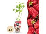 Lampone Rubus Idaeus Heritage Resistente Al Freddo 3 Piante Ø9Cm Altezza 30Cm – Lampone Rosso Per Giardino, Aiuola, Balcone E Terrazza – Pianta Da Frutto Ad Alto Rendimento