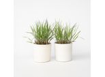 Panico Verga – 2 Piante – Panicum Virgatum ‘Squaw’ – Altezza 40–60 Cm – Ø 23 Cm – Erba Ornamentale Resistente Al Freddo Con Colorazione Autunnale Rossa E Pannocchie Di Fiori Rosa-Rossi – Per Giardini, Aiuole E Vasi