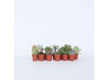 Mini Piante Grasse – Mix Di 12 Piante – Altezza 5–10 Cm – Ø 6 Cm – Set Di Piante Da Appartamento Facili Da Curare – Diverse Varietà E Colori – Ideali Per Decorazioni, Ufficio, Terrario E Regali