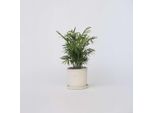 Palma Di Montagna – Chamaedorea Elegans – Altezza 30–40 Cm – Ø 12 Cm – Palma Da Interno Facile Da Curare – Palma Nana Purificatrice Dell'aria Per Soggiorno, Ufficio E Camera Da Letto
