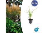 Canna Da Sabbia - Calamagrostis Acutiflora 'Karl Foerster' - ↕10-25Cm - Ø9Cm - 40 Piante - Erba Ornamentale Resistente All'inverno Con Eleganti Pannocchie Fiorite