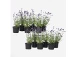 Lavanda – 12 Piante – Lavandula Angustifolia – Altezza 10–15 Cm – Ø 11 Cm – Lavanda Vera Con Profumo Intenso – Adatta Alle Api, Resistente All'inverno E Facile Da Curare – Per Giardini, Balconi E Aiuole Di Erbe Aromatiche