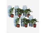 Ortensia Hydrangea – 6 Piante – Hydrangea Macrophylla Bavaria – Altezza 25–40 Cm – Ø 9 Cm – Fiori Bicolori Blu E Bianchi – Ortensia Da Giardino Resistente Al Freddo Per Aiuole, Terrazze E Balconi