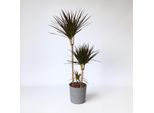 Dracaena Marginata 'Magenta' – Altezza 110–130 Cm – Ø 24 Cm – Pianta Tropicale Da Interno – Facile Da Curare E Purificatrice Dell'aria – Ideale Per Soggiorno, Ufficio E Arredamento Moderno