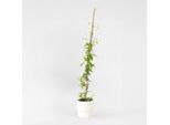 Clematide – Clematis 'The President' – Altezza 100–120 Cm – Ø 17 Cm – Pianta Rampicante A Doppia Fioritura Con Grandi Fiori Viola – Profumata, Resistente Al Freddo E Amica Delle Api – Per Giardini, Recinzioni E Pergolati