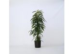 Ficus Binnendijkii Alii – Pianta Violino / Fico Piangente – Altezza 100–110 Cm – Ø 21 Cm – Pianta Da Appartamento Che Purifica L'aria Con Foglie Strette – Facile Da Curare E Decorativa Per Il Soggiorno E L'ufficio