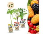 Set Di Piante Da Frutto Resistenti Al Freddo 6 Piante Altezza 30 Cm Ø9 Cm – Ribes Rosso Lampone Giallo Mora Nera – Per Giardino, Aiuola, Balcone E Terrazza