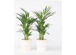 Palma Da Frutto Dorata – 2 Piante – Dypsis Lutescens – Altezza 60–70 Cm – Ø 17 Cm – Palme Areca Purificatrici Dell'aria – Piante Da Appartamento Facili Da Curare – Atmosfera Tropicale Per Il Soggiorno E L'ufficio