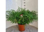 Asparago Ornamentale Asparagus Densiflorus Cwebe – Ø27 Cm – Ca. 65 Cm Pianta Da Appartamento – Pianta Verde Decorativa Con Germogli Delicati – Facile Da Curare Per Soggiorno, Ufficio E Giardino D'inverno