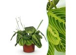 Maranta Fascinator Lemon Lime Pianta Della Preghiera – Pianta Da Appartamento Adatta Agli Animali Domestici 12 Cm – Altezza Circa 25 Cm – Pianta Decorativa Con Foglie Per Soggiorno E Ufficio