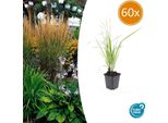 Canna Da Sabbia - Calamagrostis Acutiflora 'Karl Foerster' - ↑10-25Cm - Ø9Cm - 60 Piante - Erba Ornamentale Resistente, Crescita Eretta, Fiori Giallo Oro, Facile Da Curare