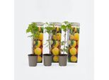 Piante Di Lamponi – 3 Piante – Rubus Idaeus 'Fallgold' – Lamponi Autunnali Dorati – Frutti Dolci E Raccolti Abbondanti – Autoimpollinanti – Per Giardino, Balcone E Aiuola Rialzata – Altezza 25–40 Cm – Ø 9 Cm