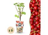 Ribes Rosso Ribes Rubrum Jonkheer Van Tets Resistente Al Freddo 6 Piante Ø9Cm Altezza30Cm – Ribes Rosso Ad Alto Rendimento Per Giardini E Balconi
