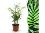 Chamaedorea Elegans Palma Dorata – Pianta Da Appartamento Adatta Agli Animali Domestici 12 Cm – Altezza Circa 15 Cm – Pianta Verde Di Facile Manutenzione Per Soggiorno, Ufficio E Camera Da Letto