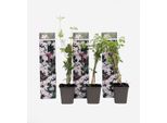 Gelsomino – 3 Piante – Jasminum Officinale – Altezza 25–40 Cm – Ø 9 Cm – Pianta Rampicante Profumata Con Fiori Bianchi – Pianta Da Giardino A Foglia Caduca Per Recinzioni, Muri E Terrazze