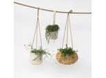 Piante Pensili Collana Di Perle – 3 Piante – Senecio Rowleyanus, Dolphin & Bananas – Ø12Cm – Set Di 3 Piante Succulente Pensili – Sempreverdi, Facili Da Curare E Decorative – Ideali Per Soggiorno, Ufficio E Balcone