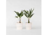 Palme A Vento – 2 Piante – Trachycarpus Fortunei – Altezza 35-45 Cm – ⌀15 Cm – Palme Di Canapa Resistenti Al Freddo Per Giardini E Terrazze – Facili Da Curare, Robuste E Resistenti Al Gelo Fino A -18 °C