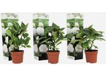 Ortensia - 3 Pezzi - Hydrangea Macrophylla 'Wudu' - Altezza 25-40 Cm - Ortensia Bianca In Vaso Ø9 Cm - Piante Ornamentali Resistenti Al Freddo E Di Facile Manutenzione Per Giardino, Terrazza E Balcone