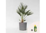 Palma Nana – Chamaerops Humilis – Altezza 70–80 Cm – Ø 21 Cm – Palma Europea Resistente Al Freddo – Pianta Da Vaso Robusta E Facile Da Curare – Per Giardino, Balcone E Terrazza – Concime Incluso