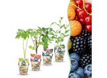 Set Di Piante Da Frutto Resistenti Al Freddo 4 Piante Ø9Cm Altezza 30Cm – Ribes Rosso Lampone Giallo Mora Nera Mirtillo – Per Giardino, Balcone E Terrazza