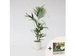 Palma Kentia – Howea Forsteriana – Altezza 90–100 Cm – Ø 18 Cm – Robusta Palma Da Interno Per Soggiorno E Ufficio – Purificante Dell'aria E Facile Da Curare – Incl. 10 L Di Terriccio Pokon