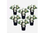 Rose Di Natale – 6 Piante – Helleborus Niger Mont Blanc – Piante Perenni A Fioritura Invernale Con Fiori Bianchi – Altezza 20-30 Cm – Vaso Ø 12 Cm – Per Aiuole, Vasi E Giardini