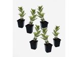 Arbutus 'Unedo' – Set Da 6 – Arbutus Sempreverde Con Fiori Bianchi E Frutti Rossi – Albero Ornamentale Mediterraneo Per Giardini E Terrazze – Altezza 25-40 Cm – Ø 9 Cm