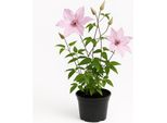 Clematis 'Margaret Hunt' – Clematide Viola Chiaro – Pianta Rampicante Resistente Al Freddo Con Fiori Grandi, Ideale Per Pergolati, Recinzioni E Vasi – Fioritura Giugno-Settembre