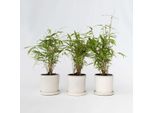 Bambù – 3 Piante – Fargesia Papyrifera 'Grex' – Altezza 30–40 Cm – Ø 13 Cm – Bambù Da Giardino Resistente Al Freddo E Non Invasivo – Pianta Da Siepe Sempreverde Per Giardini E Terrazze