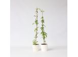Rampicante A Tromba – 2 Piante – Campsis Radicans – Altezza 110–120 Cm – Ø 17 Cm – Rampicante A Crescita Rapida Con Fiori A Tromba Arancioni – Rampicante Resistente Al Freddo Per Giardini, Recinzioni E Muri