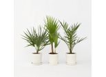 Palme Da Giardino – 3 Piante – Phoenix Canariensis, Chamaerops Humilis E Washingtonia Robusta – Altezza 50-70 Cm – Ø 15 Cm – Miscela Di Palme Resistenti Al Freddo Per Giardino, Terrazza E Balcone