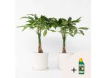 Castagno Della Fortuna – 2 Piante – Pachira Aquatica – Altezza 60–70 Cm – Ø 17 Cm – Albero Dei Soldi Intrecciato – Pianta Tropicale Da Interno Per Soggiorno E Ufficio – Concime Incluso
