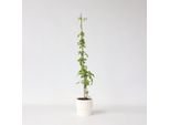 Campsis Radicans – Altezza 110–120 Cm – Ø 17 Cm – Pianta Rampicante Resistente Al Freddo Con Fiori Arancioni – Pianta Rampicante A Crescita Rapida Per Giardini, Recinzioni E Pergolati