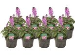 Erysimum Linifolium – 8 Piante – Ø13 Cm – Altezza Circa 30 Cm – Pianta Perenne Dai Fiori Viola Per Giardini, Balconi E Terrazze