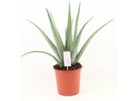 Aloe Vera Autentica – Ø 24 Cm – Circa 70 Cm Pianta Da Appartamento – Grande Succulenta Con Foglie Carnose – Pianta Verde Di Facile Manutenzione Per Soggiorno, Ufficio E Giardino D'inverno